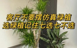 入住新房客厅绿植建议7养7不养颜值高寓意好适合懒人