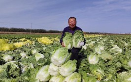 河南安阳内黄：冬日绿意浓“蔬”写丰收曲(萝卜种植大白菜内黄光明网)