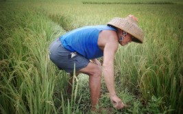 除草技术茅草难以根除除草技术必须一步到位