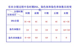 染色单体形成于什么时期