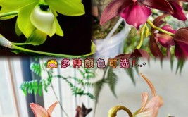 盆栽天鹅兰花卉栽培技术