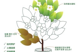 栀子花怎么养做到1个小细节花朵大又芳香能养10年以上