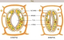 气孔是什么的门户