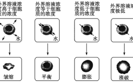 质壁分离是吸水还是失水?