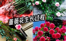 3种爬藤花半年长成花墙随便养好1株就能惊艳四季