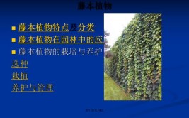 大树移植园林植物栽培养护实操课说课