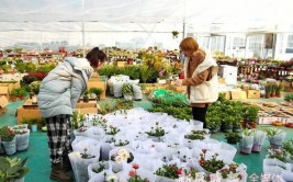 上海松江鲜花市场迎旺季云间卉谷花卉基地备货忙