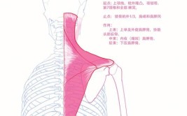 肩胛骨上角疼痛的鉴别诊断(患者肩胛骨斜角关节肩部)