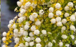 6种花死扛冻能在北方长成元宝树还能呼呼喷雪花