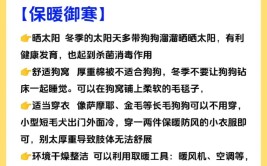 冬天养狗注意事项做好这6点狗狗少生病