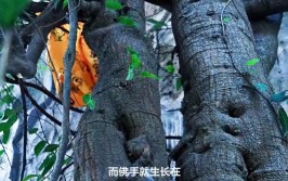 香格里拉3000多年菩提树长出佛手 五指根根分明