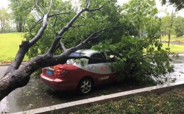 大雨刮倒树木又砸车 清理理赔难题24小时全解决(车主园林局倒伏树木受损)