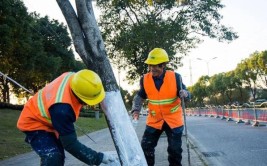 速冻模式下浦东树木防寒道路养护有条不紊