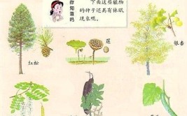 花卉休眠期的养护技巧关于植物休眠的相关知识