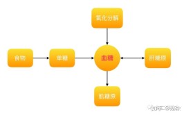 糖类是人体的主要什么物质