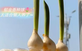 能水培就别土培这7种花给点水就能养活