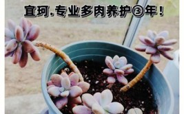 多肉植物新栽浇水指南掌握正确方法促进健康成长