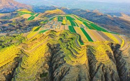 全球连线｜外国人看黄河之变植绿铺就乡村致富路