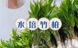 居家水培植物TOP5养护简单又漂亮打造健康环保的家居环境