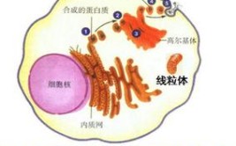 分泌蛋白在哪里合成