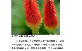 火炬花介绍与养护知识