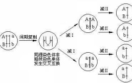 交叉互换发生在什么时期