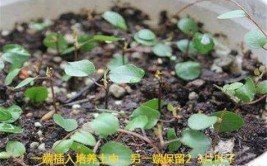 口红吊兰怎么养掐根枝条插土里注意5个要点20天就长根