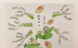 TSP思维导图学语文统编小学语文二上植物妈妈有办法