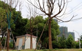 这种绿色不自然(大树绿化植物城市进城)