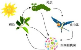 分解者都是腐生生物这句话对吗