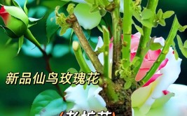 养花10年我发现最好养的10种花花期超长开花漂亮