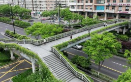 一路一景四季常绿天桥区多条道路绿化提升成景观带