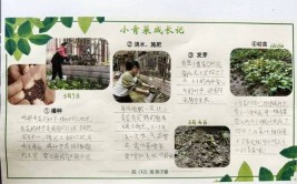 荣成市石岛实验小学五一劳动周系列活动之栽种绿植