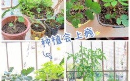 从花盆到餐桌居家绿植与水果蔬菜种植攻略让你轻松get