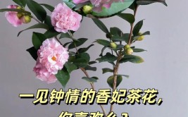 茶花中的香妃现在做好这几点入冬就能开满花花大香味足