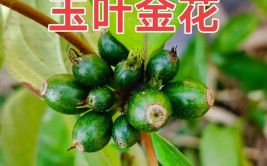 热带珍稀植物玉叶金花入药清热解毒去湿止咳