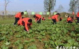 播种希望收获成长巨野县永丰办孙大庙小学种植园劳动实践活动