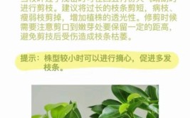 平安树栽培管理指南掌握正确的栽培技巧