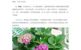 盆栽绣球花养护指南教你如何养开花怎么施肥和度夏