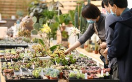 新春走基层石家庄肖家营花卉市场春节不打烊选盆寓意好的花为家添春色