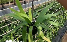 植物管理养护的常见问题汇总15问答