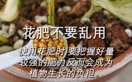 小盆栽租赁养护注意事项