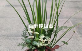 苔藓死忠粉看过来不花钱只花五分钟就能让苔藓球变盆栽主角