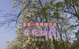 一期关于春花养护交流学习的视频