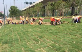 福州建华景观绿化如何铺设人造草坪草坪铺设和养护的注意事项