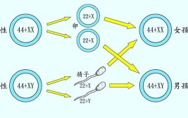 女性染色体可以调理吗