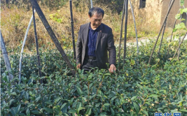 咬定“茶”山不放松——安徽大别山区石佛村依靠茶产业脱贫致富见闻(石佛茶园咬定茶叶脱贫致富)