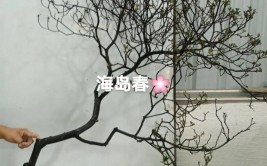 海岛春花的养殖方法