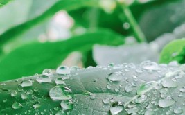 阴雨绵绵的雨季时节教你六招小技巧让你家中绿植健康生长