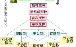 栽培和培养的区别